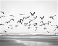 Picture of Seagulls flying on a rainy day _GroupedProduct_Rectangle_Landscape_Photography _GroupedProduct_Rectangle_Landscape_Unframed_Print_Only_