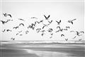Picture of Seagulls flying on a rainy day _GroupedProduct_Rectangle_Landscape_Photography _GroupedProduct_Rectangle_Landscape_Unframed_Print_Only_