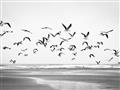 Picture of Seagulls flying on a rainy day _GroupedProduct_Rectangle_Landscape_Photography _GroupedProduct_Rectangle_Landscape_Unframed_Print_Only_