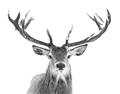 Picture of Deer Antler _GroupedProduct_Rectangle_Landscape_Photography _GroupedProduct_Rectangle_Landscape_Unframed_Print_Only_