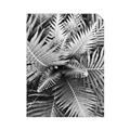 Picture of Green Ferns _GroupedProduct_Rectangle_Portrait_Photography _GroupedProduct_Rectangle_Portrait_Unframed_Print_Only_