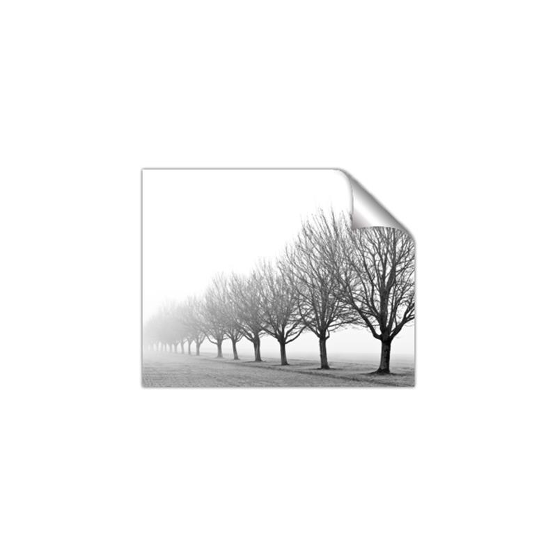 Picture of Lined Up Trees _GroupedProduct_Rectangle_Landscape_Photography _GroupedProduct_Rectangle_Landscape_Unframed_Print_Only_