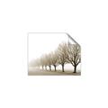 Picture of Lined Up Trees _GroupedProduct_Rectangle_Landscape_Photography _GroupedProduct_Rectangle_Landscape_Unframed_Print_Only_