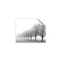 Picture of Lined Up Trees _GroupedProduct_Rectangle_Landscape_Photography _GroupedProduct_Rectangle_Landscape_Unframed_Print_Only_