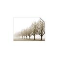 Picture of Lined Up Trees _GroupedProduct_Rectangle_Landscape_Photography _GroupedProduct_Rectangle_Landscape_Unframed_Print_Only_