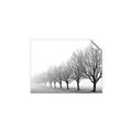Picture of Lined Up Trees _GroupedProduct_Rectangle_Landscape_Photography _GroupedProduct_Rectangle_Landscape_Unframed_Print_Only_