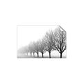 Picture of Lined Up Trees _GroupedProduct_Rectangle_Landscape_Photography _GroupedProduct_Rectangle_Landscape_Unframed_Print_Only_