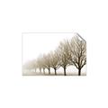 Picture of Lined Up Trees _GroupedProduct_Rectangle_Landscape_Photography _GroupedProduct_Rectangle_Landscape_Unframed_Print_Only_