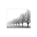 Picture of Lined Up Trees _GroupedProduct_Rectangle_Landscape_Photography _GroupedProduct_Rectangle_Landscape_Unframed_Print_Only_