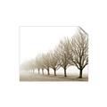 Picture of Lined Up Trees _GroupedProduct_Rectangle_Landscape_Photography _GroupedProduct_Rectangle_Landscape_Unframed_Print_Only_