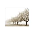 Picture of Lined Up Trees _GroupedProduct_Rectangle_Landscape_Photography _GroupedProduct_Rectangle_Landscape_Unframed_Print_Only_