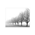 Picture of Lined Up Trees _GroupedProduct_Rectangle_Landscape_Photography _GroupedProduct_Rectangle_Landscape_Unframed_Print_Only_