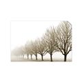 Picture of Lined Up Trees _GroupedProduct_Rectangle_Landscape_Photography _GroupedProduct_Rectangle_Landscape_Unframed_Print_Only_
