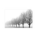 Picture of Lined Up Trees _GroupedProduct_Rectangle_Landscape_Photography _GroupedProduct_Rectangle_Landscape_Unframed_Print_Only_