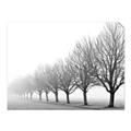 Picture of Lined Up Trees _GroupedProduct_Rectangle_Landscape_Photography _GroupedProduct_Rectangle_Landscape_Unframed_Print_Only_