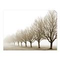 Picture of Lined Up Trees _GroupedProduct_Rectangle_Landscape_Photography _GroupedProduct_Rectangle_Landscape_Unframed_Print_Only_