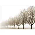 Picture of Lined Up Trees _GroupedProduct_Rectangle_Landscape_Photography _GroupedProduct_Rectangle_Landscape_Unframed_Print_Only_