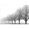 Picture of Lined Up Trees _GroupedProduct_Rectangle_Landscape_Photography _GroupedProduct_Rectangle_Landscape_Unframed_Print_Only_