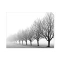 Picture of Lined Up Trees _GroupedProduct_Rectangle_Landscape_Photography _GroupedProduct_Rectangle_Landscape_Unframed_Print_Only_