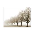 Picture of Lined Up Trees _GroupedProduct_Rectangle_Landscape_Photography _GroupedProduct_Rectangle_Landscape_Unframed_Print_Only_