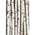 Picture of Birch Logs _GroupedProduct_Rectangle_Portrait_Photography _GroupedProduct_Rectangle_Portrait_Unframed_Print_Only_