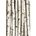 Picture of Birch Logs _GroupedProduct_Rectangle_Portrait_Photography _GroupedProduct_Rectangle_Portrait_Unframed_Print_Only_