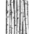 Picture of Birch Logs _GroupedProduct_Rectangle_Portrait_Photography _GroupedProduct_Rectangle_Portrait_Unframed_Print_Only_