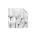 Picture of B&W Flowers end _GroupedProduct_Square_Photography _GroupedProduct_Square_Unframed_Print_Only_
