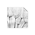 Picture of B&W Flowers end _GroupedProduct_Square_Photography _GroupedProduct_Square_Unframed_Print_Only_