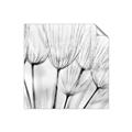Picture of B&W Flowers end _GroupedProduct_Square_Photography _GroupedProduct_Square_Unframed_Print_Only_