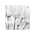 Picture of B&W Flowers end _GroupedProduct_Square_Photography _GroupedProduct_Square_Unframed_Print_Only_