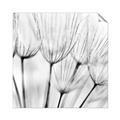 Picture of B&W Flowers end _GroupedProduct_Square_Photography _GroupedProduct_Square_Unframed_Print_Only_