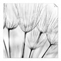 Picture of B&W Flowers end _GroupedProduct_Square_Photography _GroupedProduct_Square_Unframed_Print_Only_
