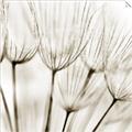 Picture of B&W Flowers end _GroupedProduct_Square_Photography _GroupedProduct_Square_Unframed_Print_Only_
