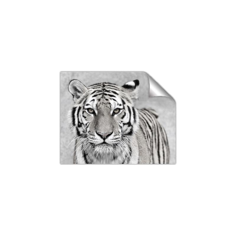 Picture of Big Tiger _GroupedProduct_Rectangle_Landscape_Photography _GroupedProduct_Rectangle_Landscape_Unframed_Print_Only_