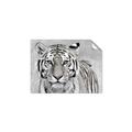 Picture of Big Tiger _GroupedProduct_Rectangle_Landscape_Photography _GroupedProduct_Rectangle_Landscape_Unframed_Print_Only_