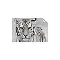 Picture of Big Tiger _GroupedProduct_Rectangle_Landscape_Photography _GroupedProduct_Rectangle_Landscape_Unframed_Print_Only_
