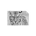 Picture of Big Tiger _GroupedProduct_Rectangle_Landscape_Photography _GroupedProduct_Rectangle_Landscape_Unframed_Print_Only_