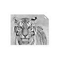 Picture of Big Tiger _GroupedProduct_Rectangle_Landscape_Photography _GroupedProduct_Rectangle_Landscape_Unframed_Print_Only_