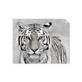 Picture of Big Tiger _GroupedProduct_Rectangle_Landscape_Photography _GroupedProduct_Rectangle_Landscape_Unframed_Print_Only_