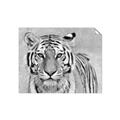 Picture of Big Tiger _GroupedProduct_Rectangle_Landscape_Photography _GroupedProduct_Rectangle_Landscape_Unframed_Print_Only_