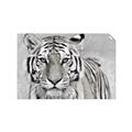 Picture of Big Tiger _GroupedProduct_Rectangle_Landscape_Photography _GroupedProduct_Rectangle_Landscape_Unframed_Print_Only_