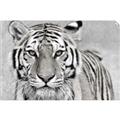Picture of Big Tiger _GroupedProduct_Rectangle_Landscape_Photography _GroupedProduct_Rectangle_Landscape_Unframed_Print_Only_