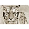 Picture of Big Tiger _GroupedProduct_Rectangle_Landscape_Photography _GroupedProduct_Rectangle_Landscape_Unframed_Print_Only_