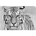 Picture of Big Tiger _GroupedProduct_Rectangle_Landscape_Photography _GroupedProduct_Rectangle_Landscape_Unframed_Print_Only_