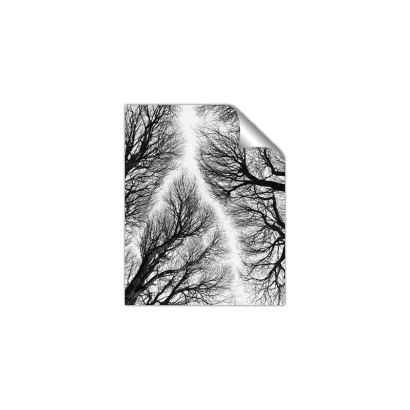 Picture of Web of Trees _GroupedProduct_Rectangle_Portrait_Photography _GroupedProduct_Rectangle_Portrait_Unframed_Print_Only_