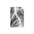 Picture of Web of Trees _GroupedProduct_Rectangle_Portrait_Photography _GroupedProduct_Rectangle_Portrait_Unframed_Print_Only_