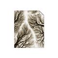 Picture of Web of Trees _GroupedProduct_Rectangle_Portrait_Photography _GroupedProduct_Rectangle_Portrait_Unframed_Print_Only_
