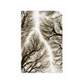 Picture of Web of Trees _GroupedProduct_Rectangle_Portrait_Photography _GroupedProduct_Rectangle_Portrait_Unframed_Print_Only_