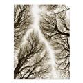 Picture of Web of Trees _GroupedProduct_Rectangle_Portrait_Photography _GroupedProduct_Rectangle_Portrait_Unframed_Print_Only_
